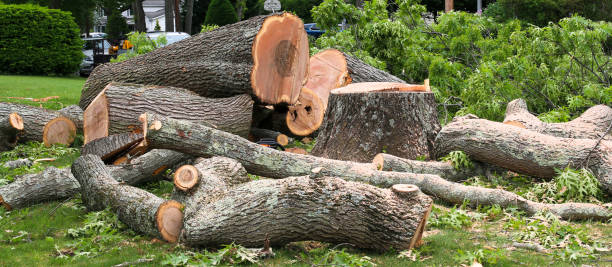 Reliable Reed City, MI Tree Care Solutions